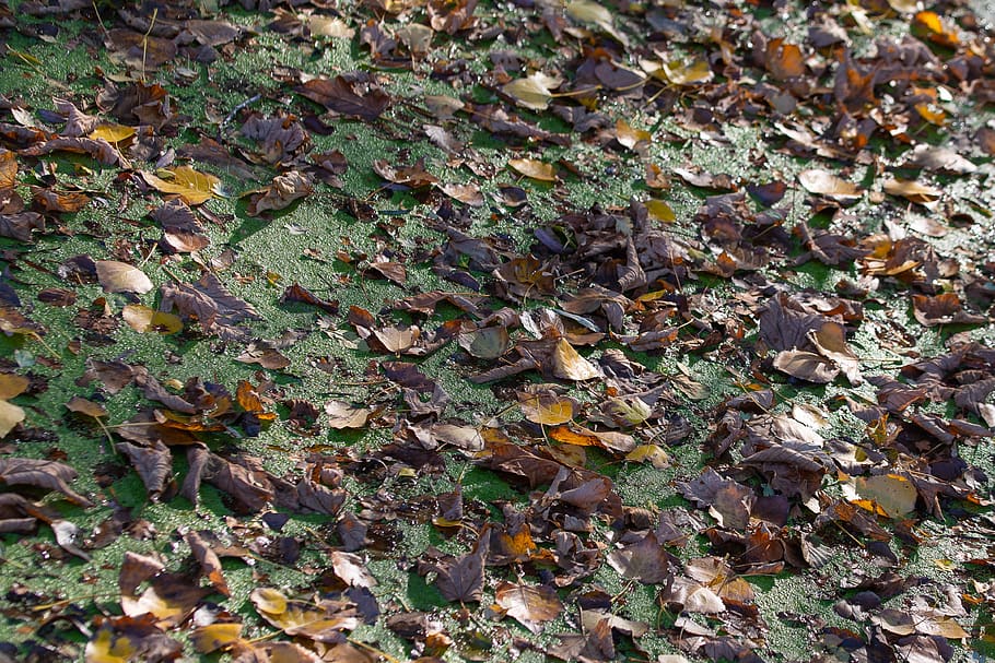 sheet, leaves, ditch, autumn, kroos, colorful, green, nature