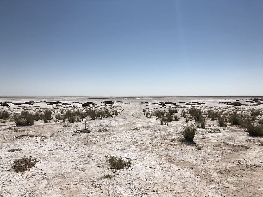 etosha, africa, safari, lion, nature, wild, trip, namibia, pan, HD wallpaper