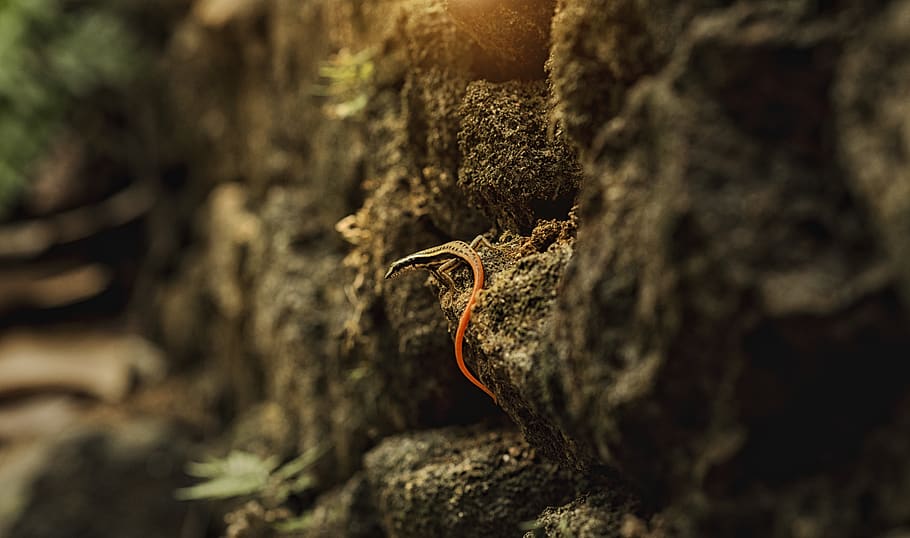 india, kerala, animal, animal themes, animal wildlife, one animal HD wallpaper