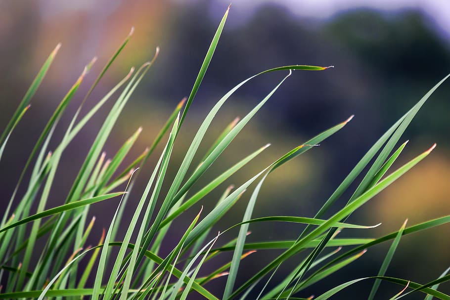 green grass, flora, plant, puttenahalli lake, bangalore, india HD wallpaper
