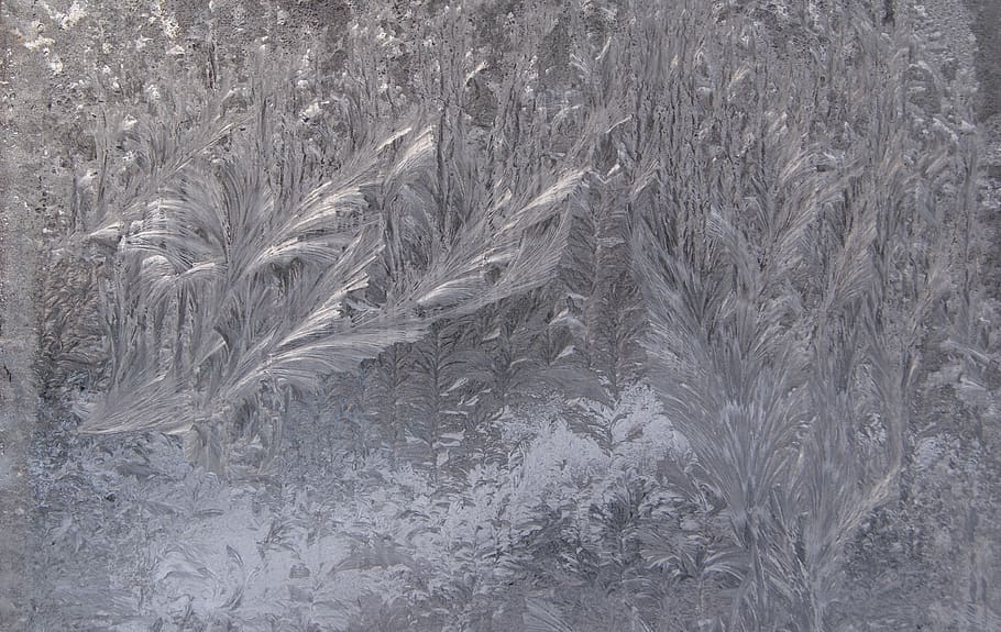 Grayscale Photography of Flowers, frozen, ice, full frame, backgrounds HD wallpaper