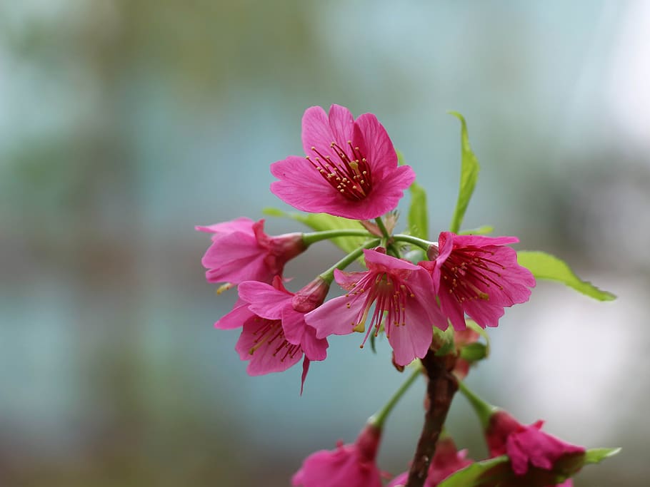 sakura, spring, pink, bloom, tree, nature, flower, season, japanese HD wallpaper