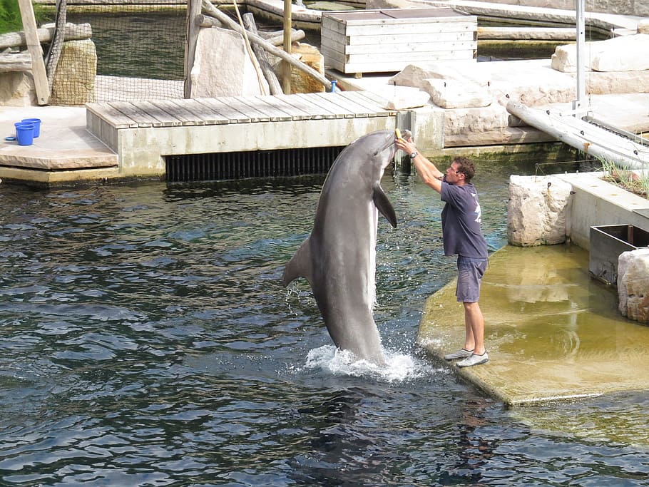 park, dolphin, job, work, worker, human, activity, fish, animal HD wallpaper
