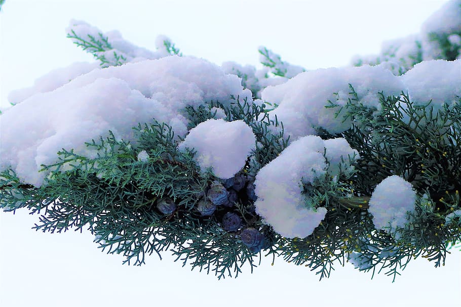 snow, winter, white, cold, branch, pine, juniper, nature, trees HD wallpaper
