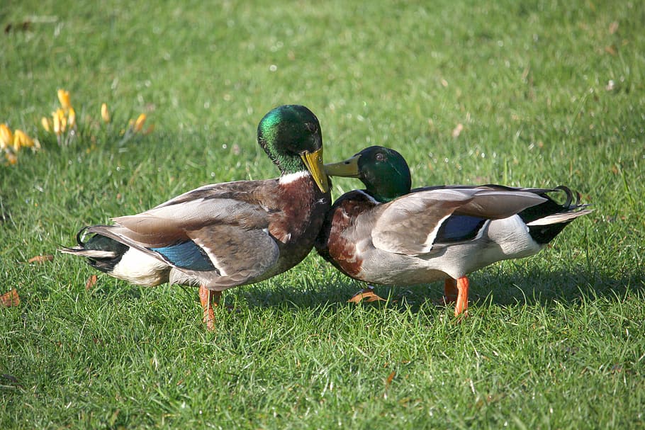 ducks, argue, fight, waterfowl, spring, park, nature, close up