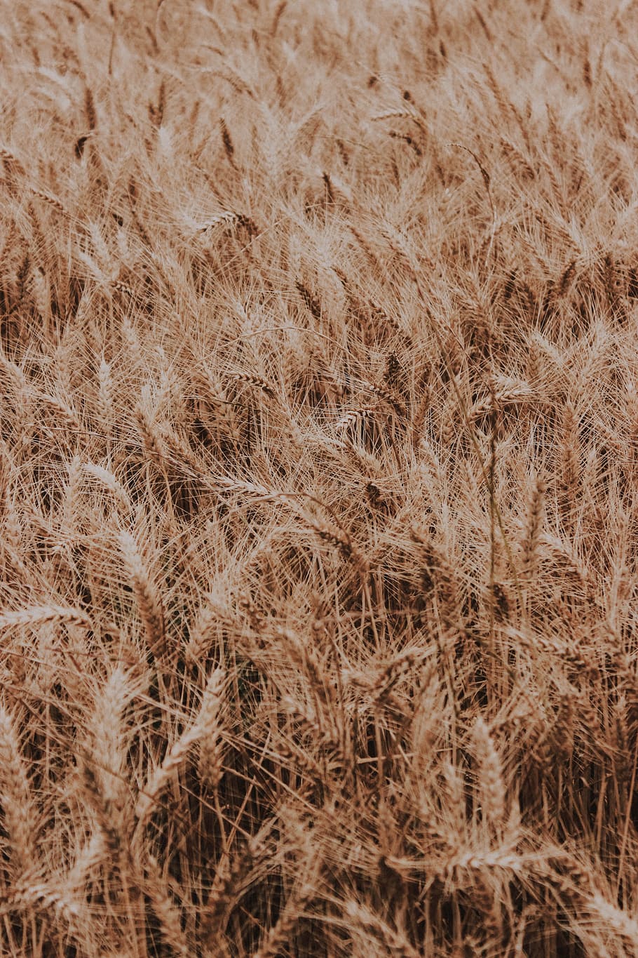 brown leafed lot, macro, field, pattern, summer, nature, corn HD wallpaper