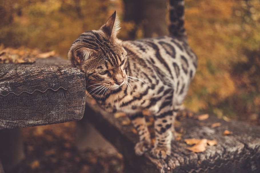 brown and black cat, wildlife, mammal, tiger, animal, dübendorf HD wallpaper