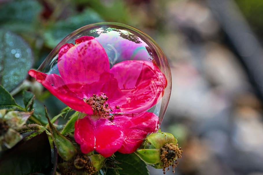bubble, flowers, nature, bloom, bubbles, summer, blossoms, colorful HD wallpaper