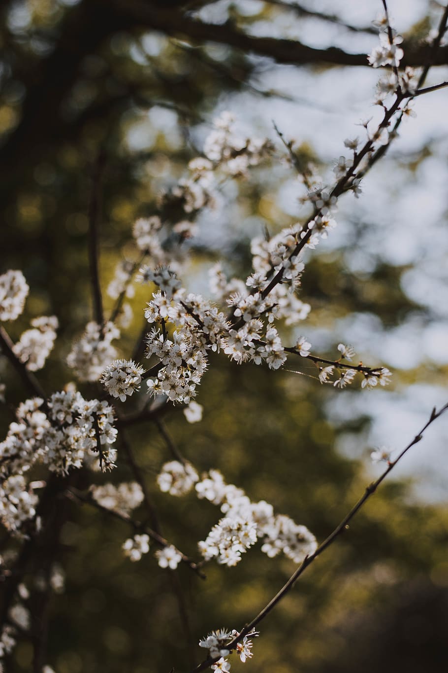 cherry blossoms during daytime, plant, flower, flowering plant HD wallpaper