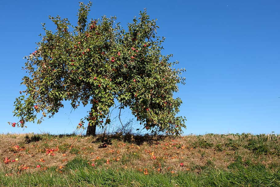 tree, autumn, fruit tree, fruits, apple, sky, landscape, plant HD wallpaper