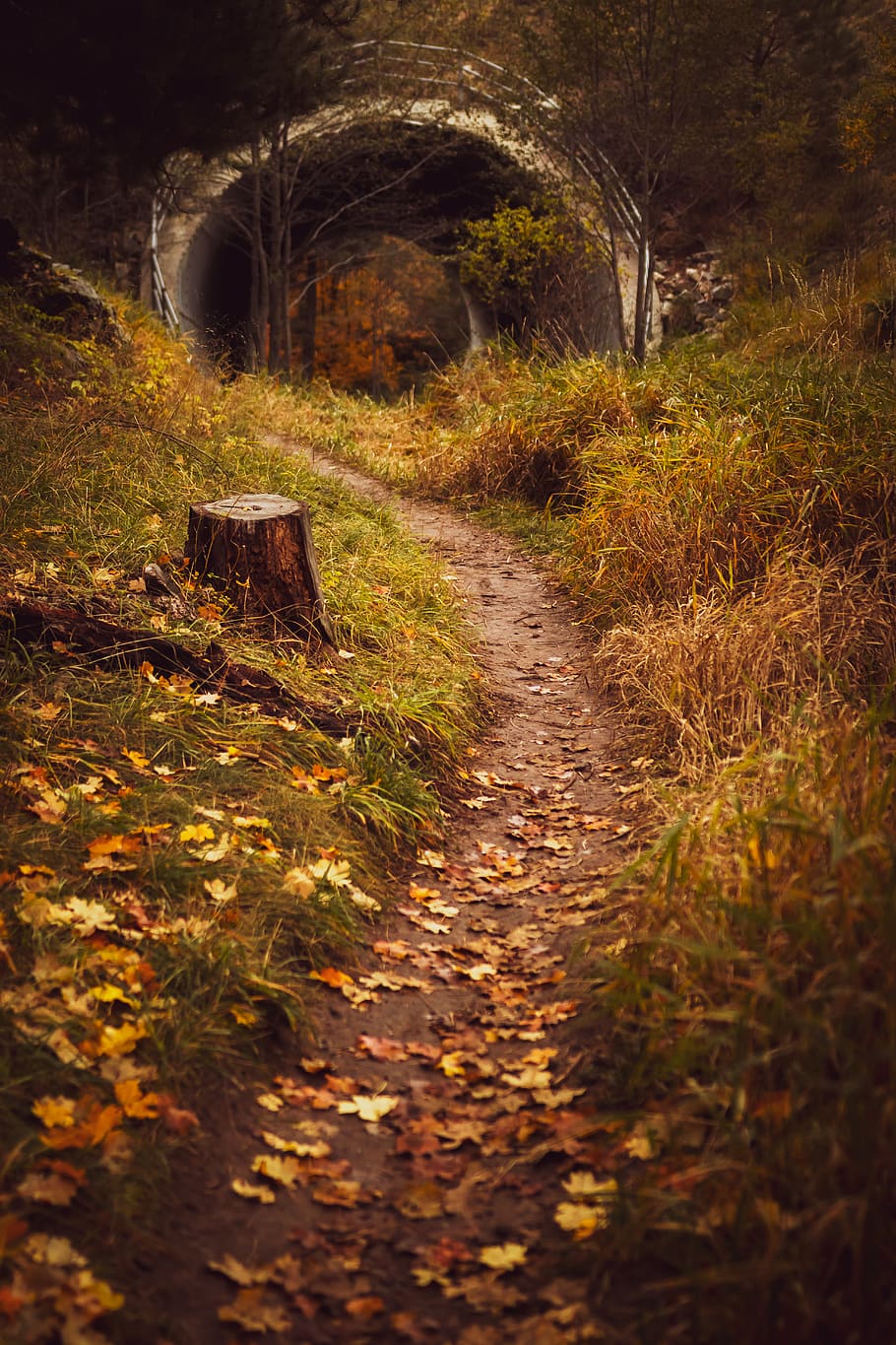 pathway towards tunnel, plant, nature, the way forward, land HD wallpaper