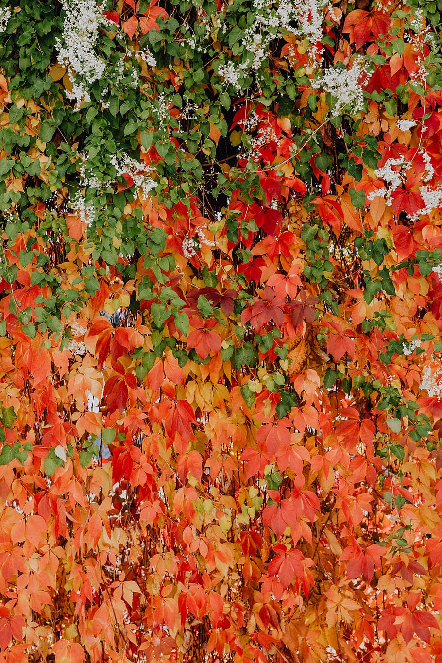 Colorful vines leaves in the park, full frame, backgrounds, orange color