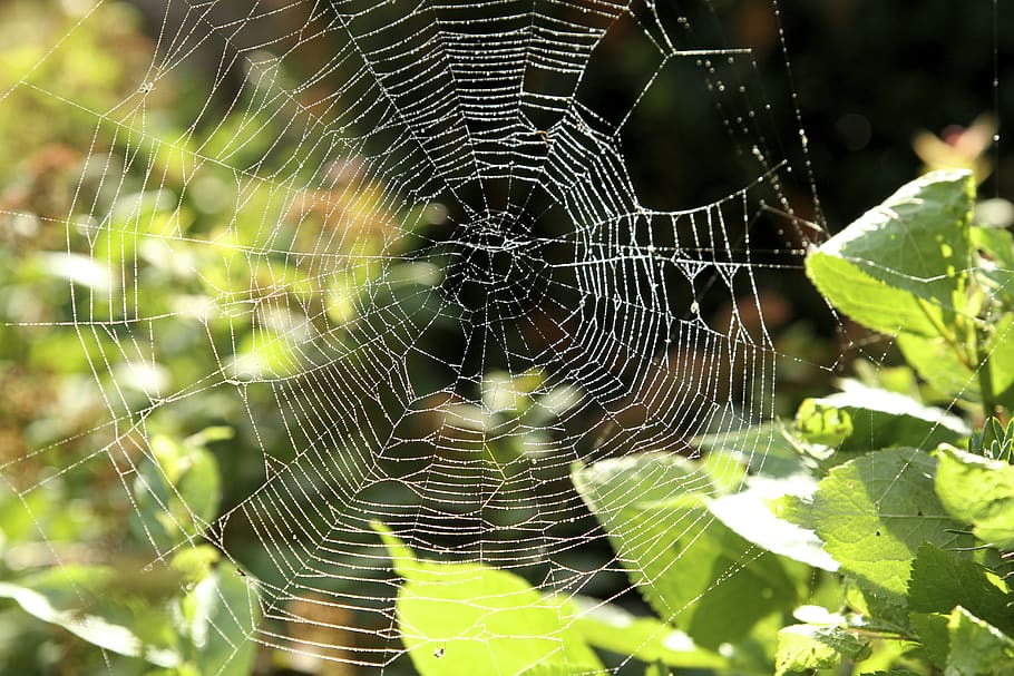spider web, garden, summer, green, light, dew, fragility, close-up HD wallpaper