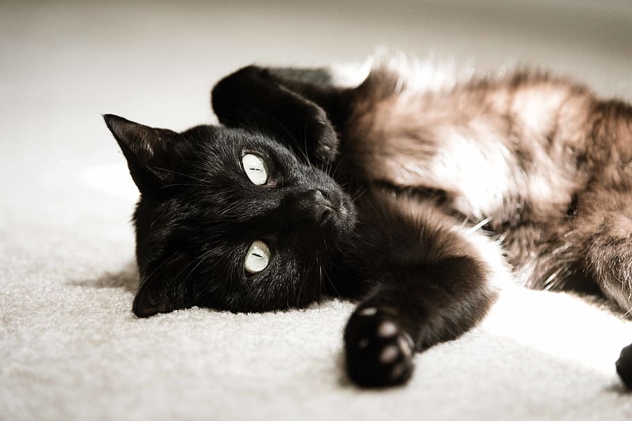 cats, animals, relaxing, pets, sun, shadow, lighting, domestic HD wallpaper