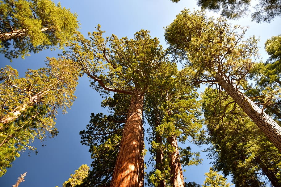 sequoia, sequoias, california, trees, wood, plant, sky, low angle view HD wallpaper