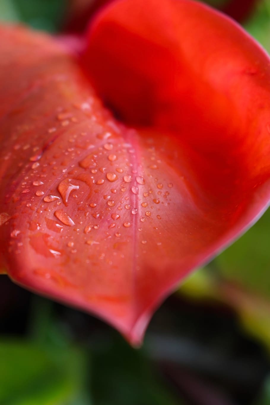 Water Droplets on a Red Plant Leaf, drops, rain, raindrop, curl HD wallpaper