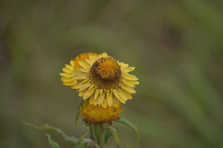 flower, macro, polen, spring, details, sharpness, nikon, d5100 HD wallpaper
