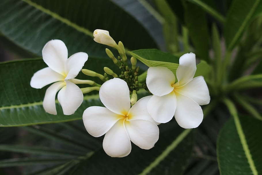 leaves, flowers, white, plant, growth, flowering plant, fragility HD wallpaper