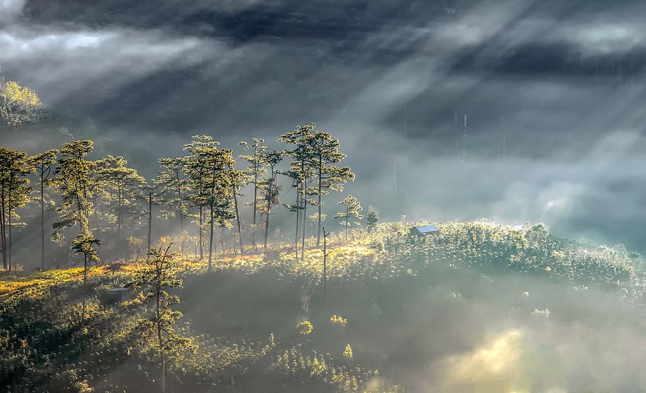 dalat, vietnam, scenery, tree, nice, background, mountain, green, HD wallpaper