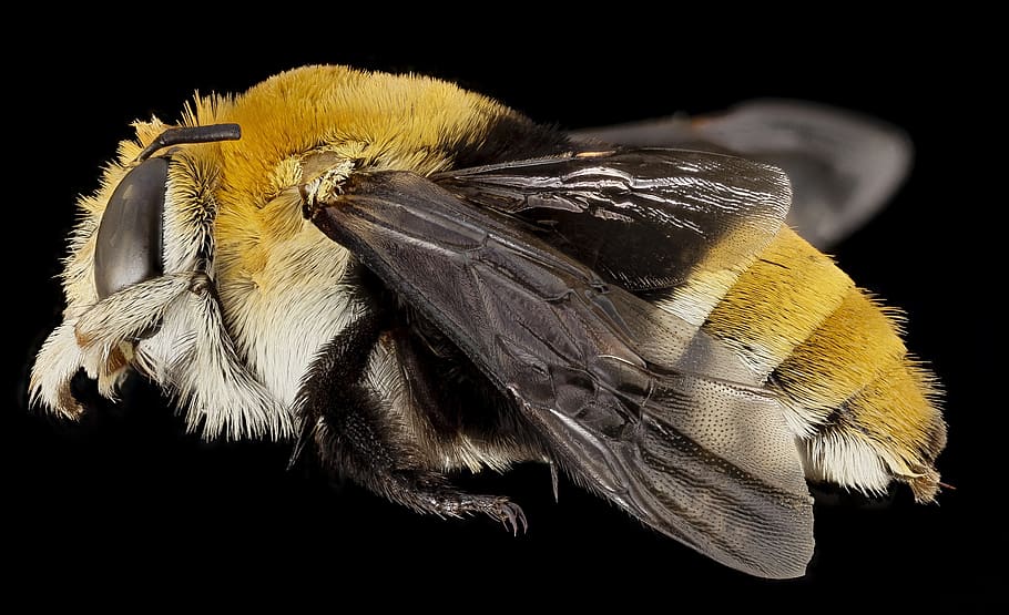 bee, banded, macro, insect, close up, wildlife, nature, bug HD wallpaper
