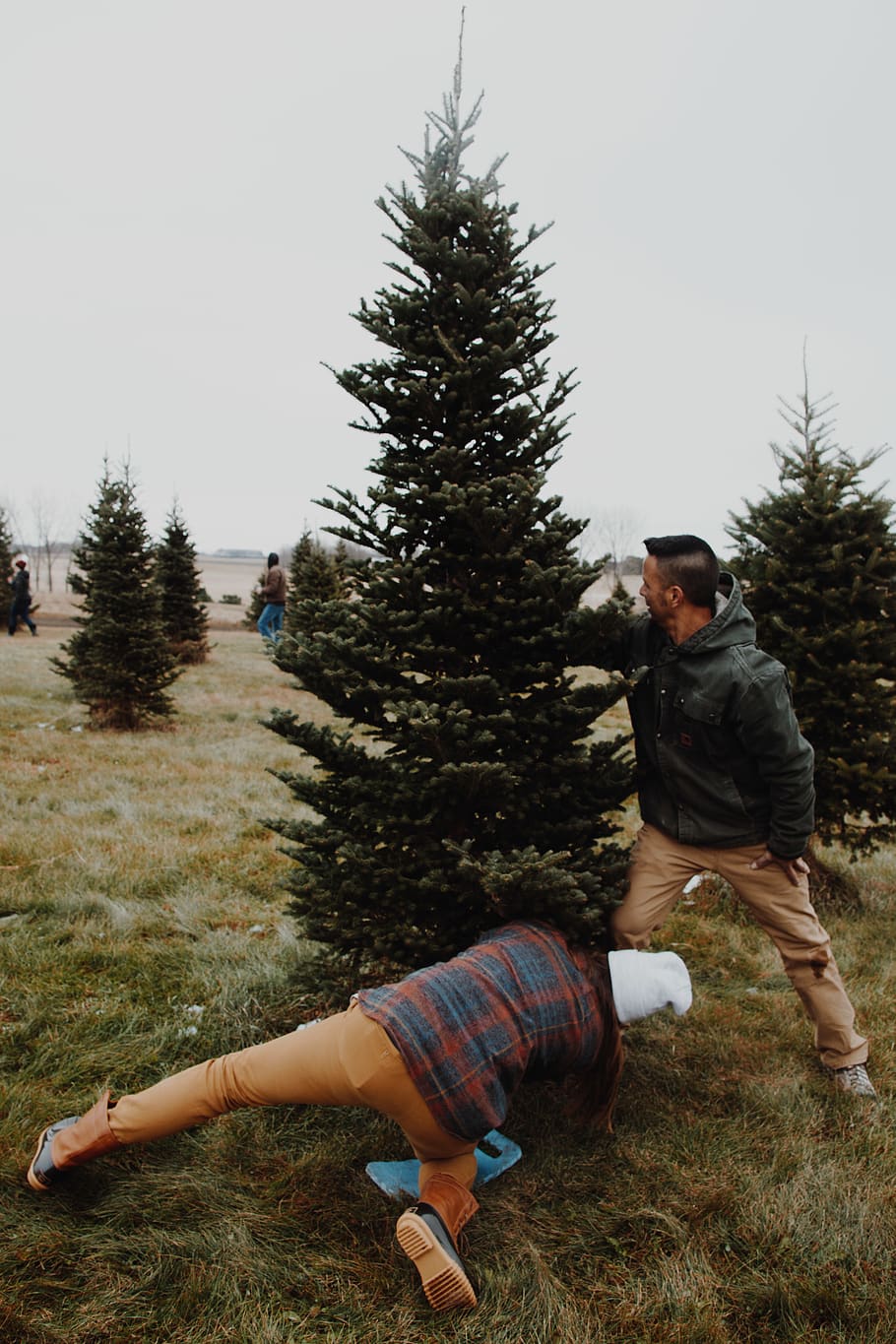 two men standing beside pine trees, plant, real people, leisure activity HD wallpaper