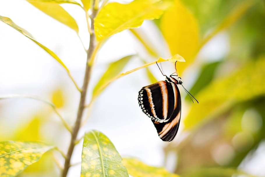 leave, leaf, macro, butterfly, insect, animal, wild, nature HD wallpaper