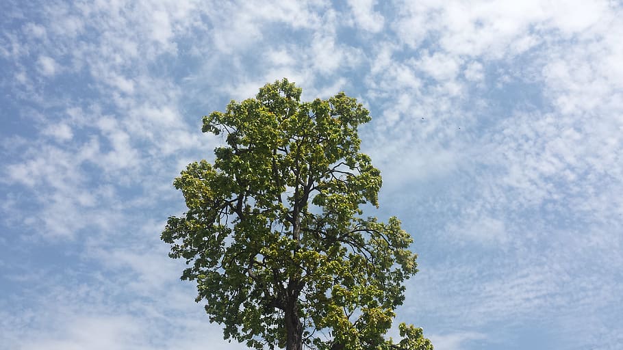 nature, tree, blue, sky, cloudy, plant, cloud - sky, growth HD wallpaper