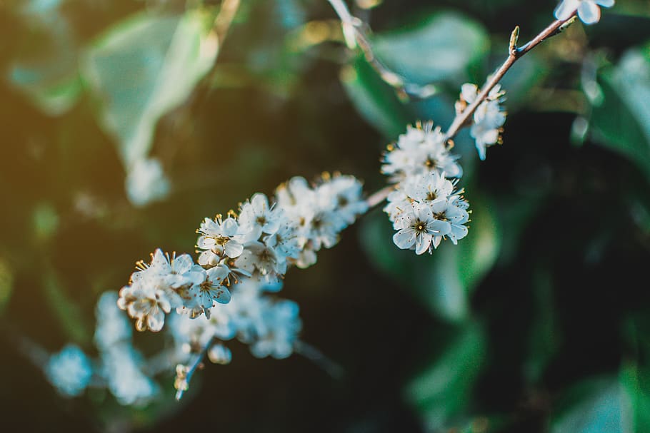 Shallow Focus Photo of White Petaled Flowers, bloom, blooming HD wallpaper