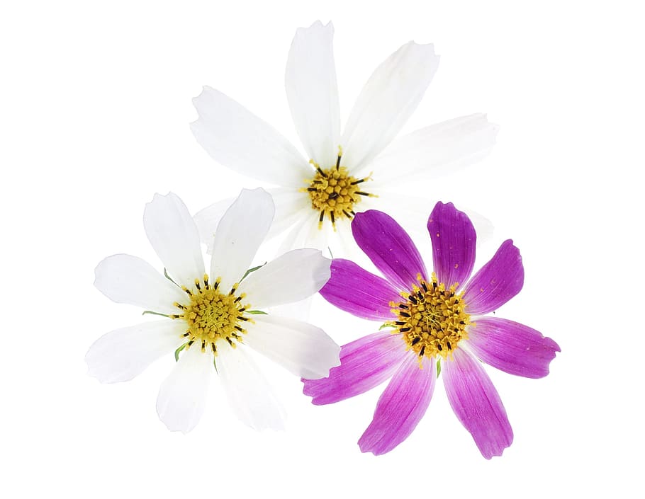 white, isolated, flower, head, closeup, nobody, shot, out, studio HD wallpaper