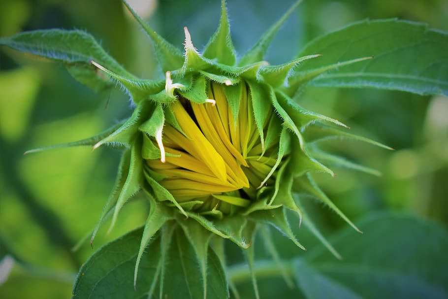 sunflower, yellow, bloom, plant, beauty in nature, green color HD wallpaper