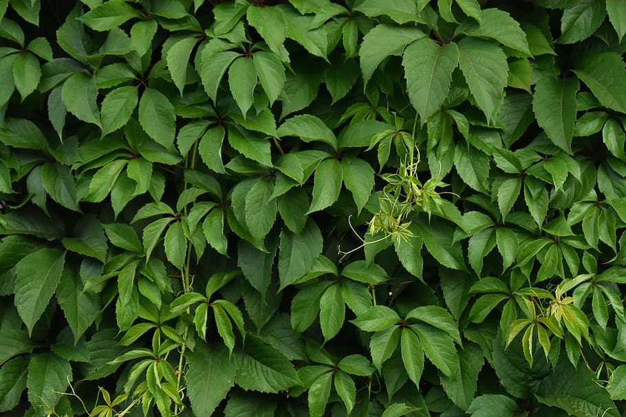 green, plant, wall, texture, background, ivy, nature, the structure of the HD wallpaper
