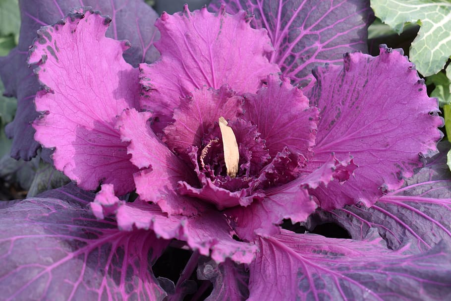 close up photography of purple plant at daytime, cabbage, vegetable, HD wallpaper