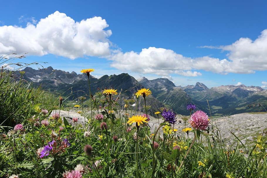 alpine flowers, austria, lech, bloom, mountain landscape, mountains, HD wallpaper
