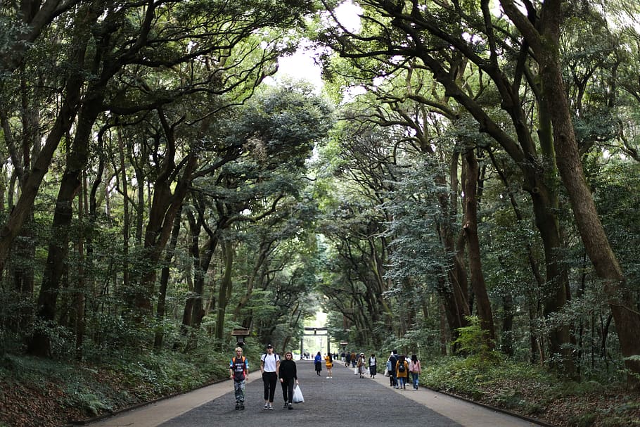 people walking between trees, person, human, arbour, outdoors, HD wallpaper