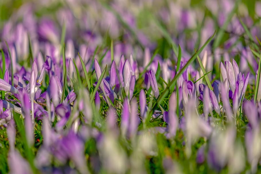 crocus, spring, flowers, bloom, meadow, nature, purple, white HD wallpaper