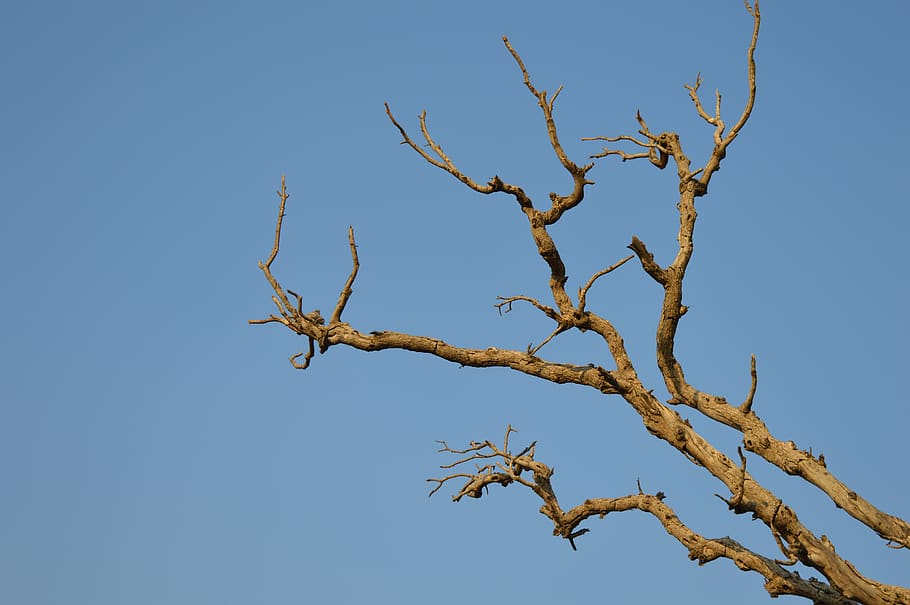 Bare Brown Branch Tree, blue sky, branches, clear sky, daylight HD wallpaper
