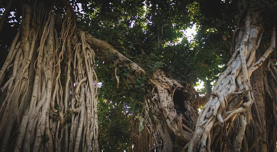 trees, forest, india, banyan, nature, green, beautiful, landscape HD wallpaper