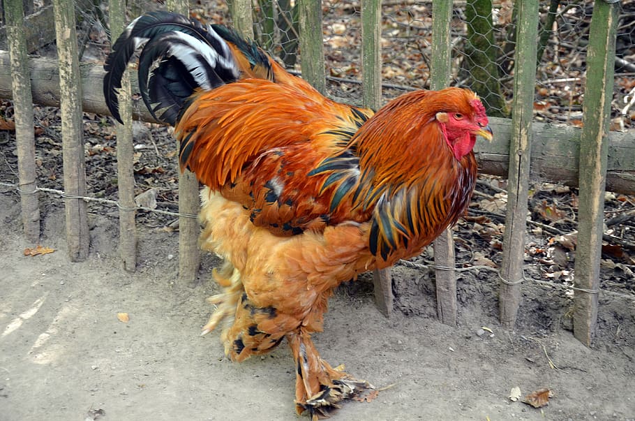 hahn, chicken, hen, bird, farm, animal, poultry, cattle, feather HD wallpaper
