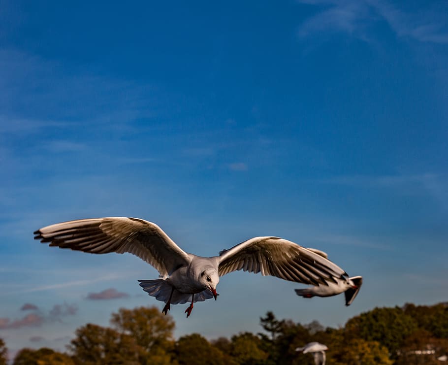 seagull, flying, bird, sky, nature, flight, dom, animal world HD wallpaper