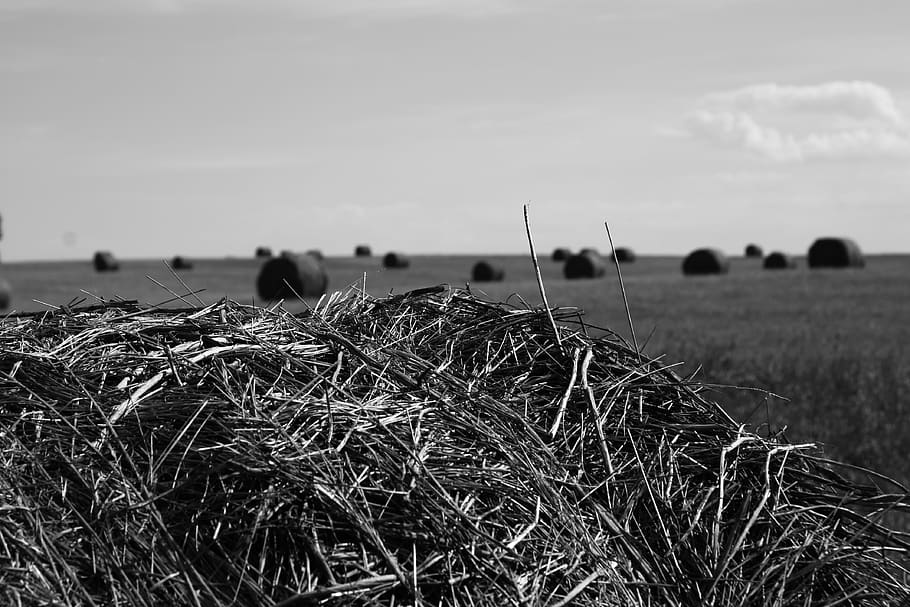 canada, saskatchewan, hay, land, plant, sky, field, nature HD wallpaper