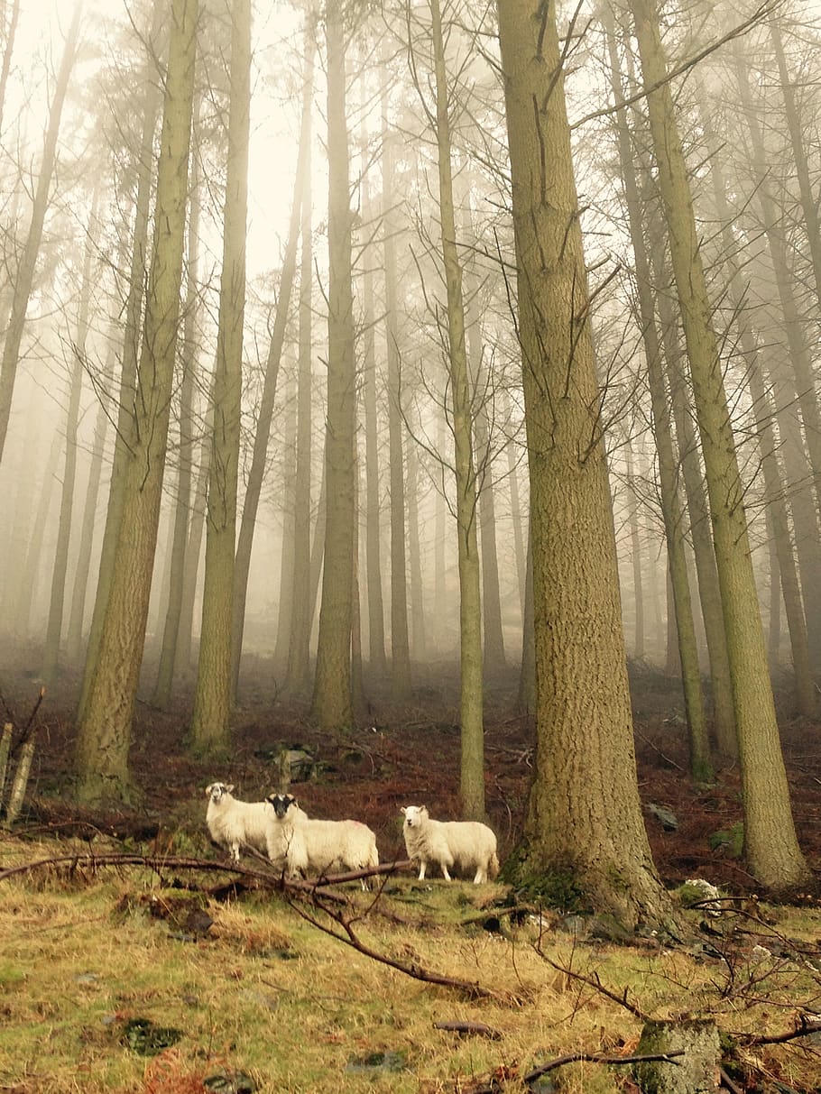 isle of man, forest, sheep, mist, nature, trees, ani, animals, HD wallpaper