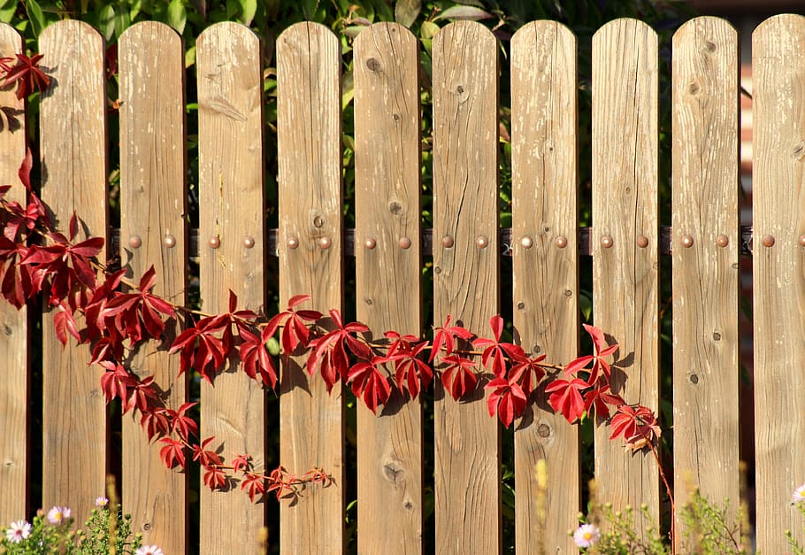 vines, creeper, in the fall, figure, fencing, the fence, red HD wallpaper