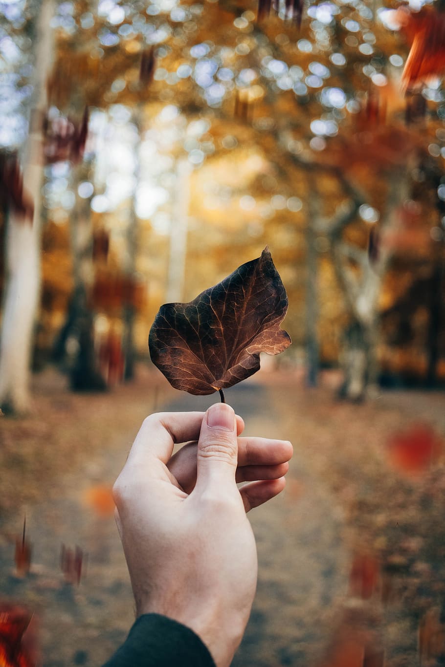 person holding brown leaf, hand, finger, leaves, autumn, fall