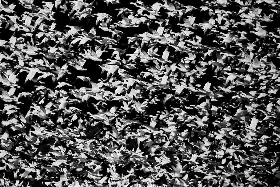 bird, sky, goose, geese, flight, migration, migrate, pattern HD wallpaper