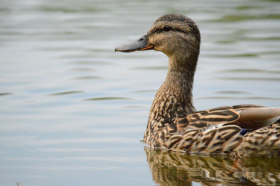 duck, bird, beak, water, animal, animals in the wild, animal wildlife HD wallpaper