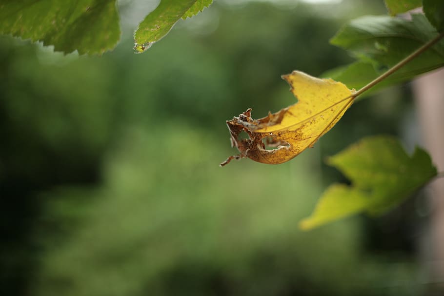 plant, leaf, vegetation, bush, tree, animal, invertebrate, insect HD wallpaper