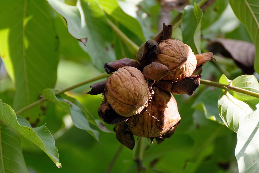 walnut, nuts, walnuts, shell, fresh, autumn, collections, leaf HD wallpaper