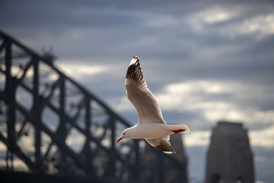 seagull, flight, bird, fly, nature, sky, animal, dom, wing HD wallpaper