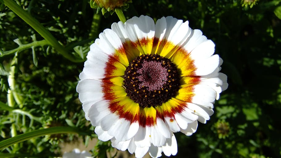 nature, summer, flower, bloom, beauty, mood, flora, desktop HD wallpaper