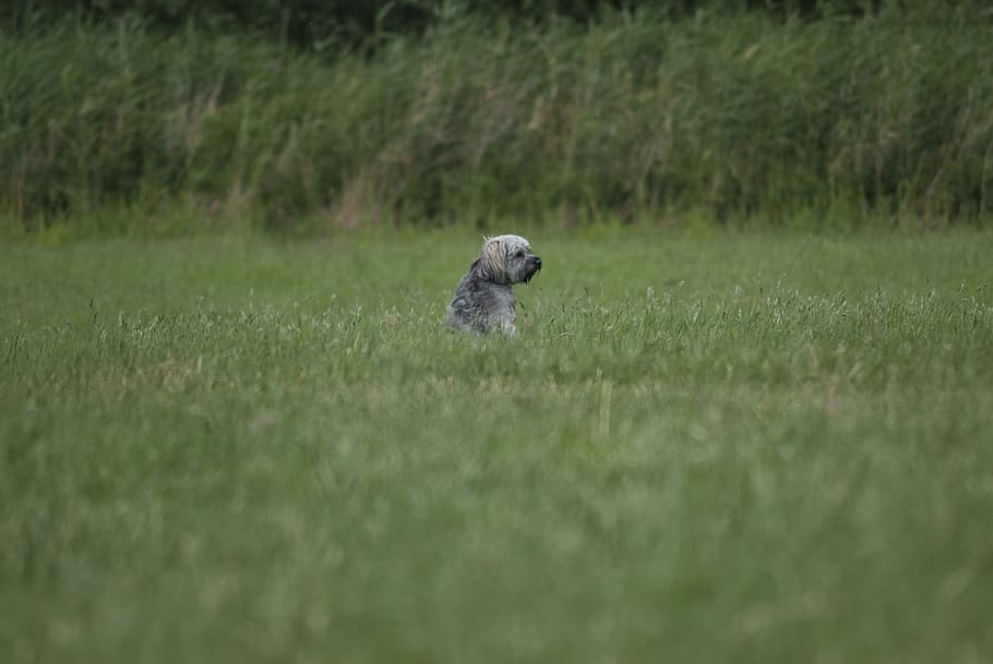 grey dog sitting on green grass field, plant, animal, bird, bremen, HD wallpaper